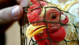 Новый случай заражения человека птичьим гриппом зафиксирован в Египте