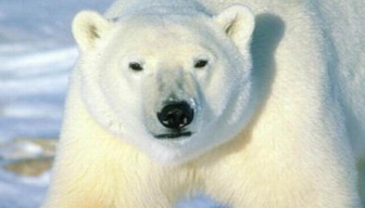 Канадец почти сутки провел на льдине с двумя белыми медведями