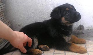 Что лечат пчелиные укусы