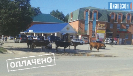 Народный репортёр. Коровы пасутся на асфальте
Народный репортёр. Коровы пасутся на асфальте