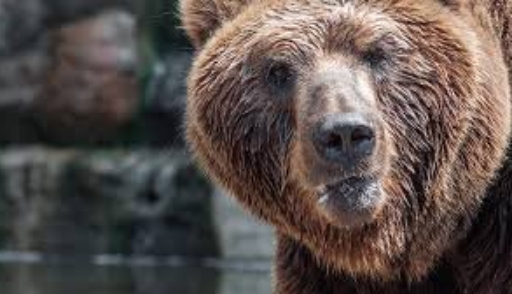 Испуганный медведь застрял в машине и сигналил